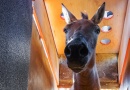 FOTOREPORTÁŽ: Z pražské ZOO odcestovaly čtyři klisny koně Převalského do země svých předků FOTOREPORTÁŽ: Z pražské ZOO odcestovaly čtyři klisny koně Převalského do země svých předků