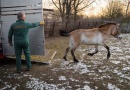 FOTOAKTUALITA: Do mongolských stepí zamíří další koně Převalského, mezi nimi možná i dvě klisny z Finska FOTOAKTUALITA: Do mongolských stepí zamíří další koně Převalského, mezi nimi možná i dvě klisny z Finska