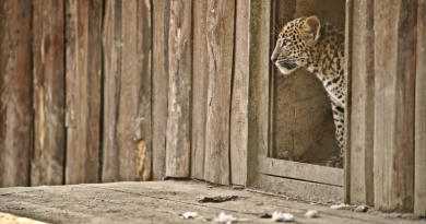 Na mláďata i konec zimování lákají české ZOO. Kam se vydat o víkendu na výlet? Na mláďata i konec zimování lákají české ZOO. Kam se vydat o víkendu na výlet?