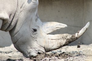 rhino-443216_1280