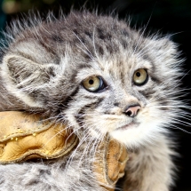 kote-manul-1