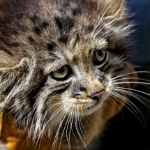 kote-manul-2