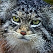 manul-edinburg-800