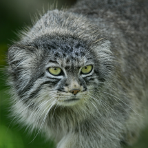 manul-svetly-800