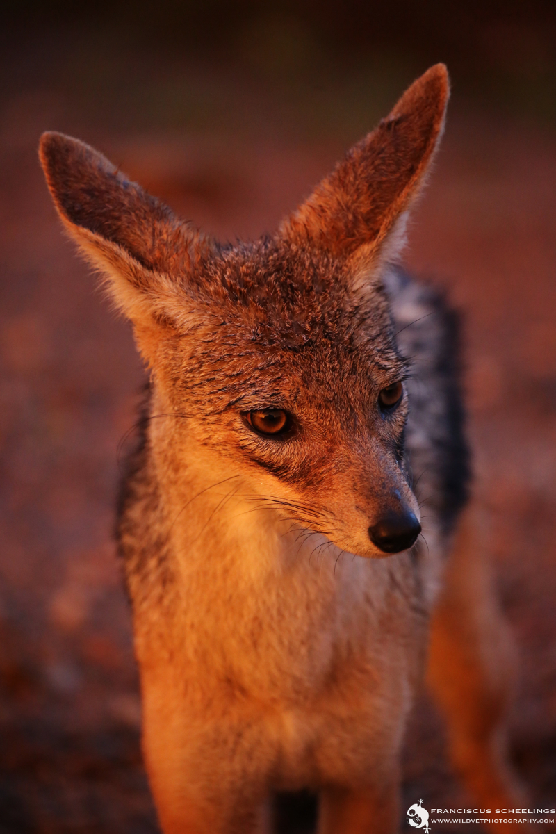 Black-backed jackal (Canis mesomelas)