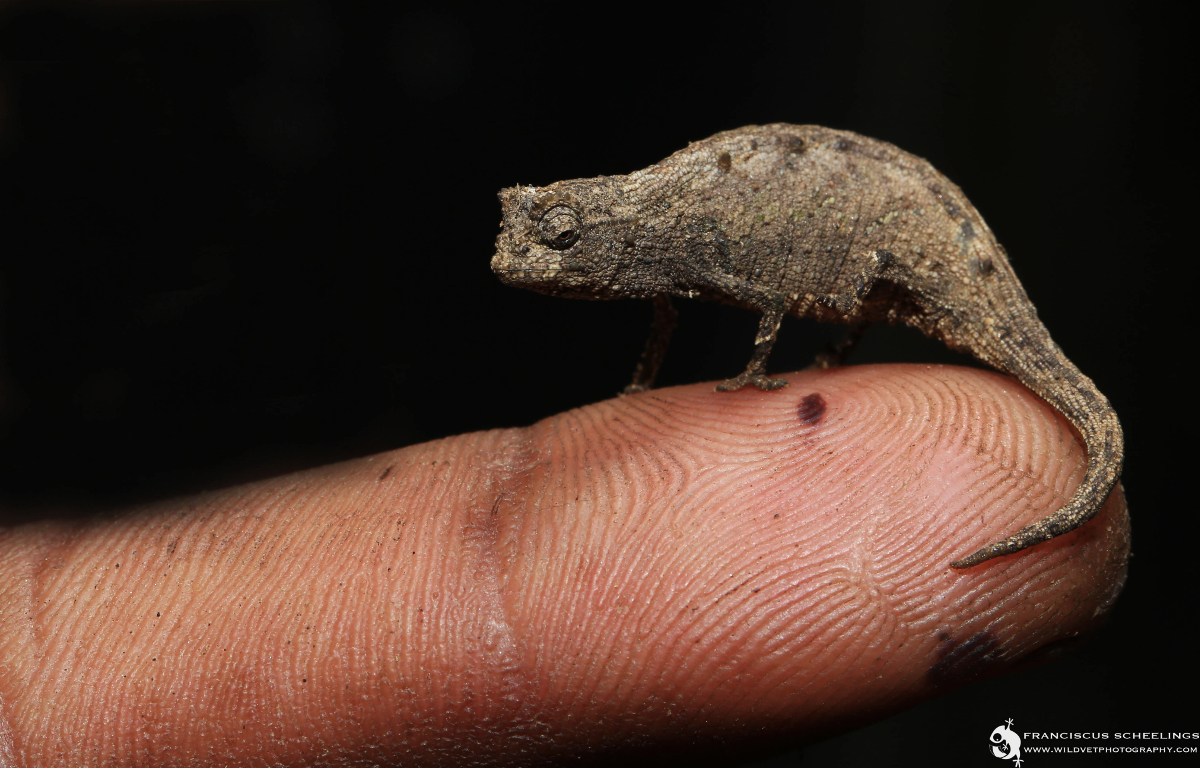 Ramanantsoa's leaf chameleon (Brookesia ramanantsoai)