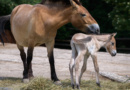 FOTOAKTUALITA: Pražská ZOO má nové hříbě koně převalského. Narodilo se v noci na čtvrtek FOTOAKTUALITA: Pražská ZOO má nové hříbě koně převalského. Narodilo se v noci na čtvrtek
