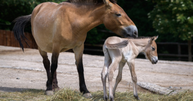 FOTOAKTUALITA: Pražská ZOO má nové hříbě koně převalského. Narodilo se v noci na čtvrtek FOTOAKTUALITA: Pražská ZOO má nové hříbě koně převalského. Narodilo se v noci na čtvrtek