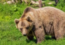 KOMENTÁŘ: Zastřelení medvědího tuláka z Valašska není nutné, nový domov najde v Belgii