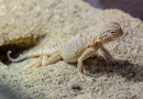 Pražská ZOO odchovala mládě vzácné agamky písečné Pražská ZOO odchovala mládě vzácné agamky písečné