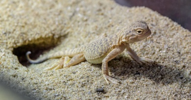 Pražská ZOO odchovala mládě vzácné agamky písečné Pražská ZOO odchovala mládě vzácné agamky písečné