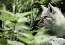Brněnská ZOO se rozrostla o dvě liščí dámy Brněnská ZOO se rozrostla o dvě liščí dámy