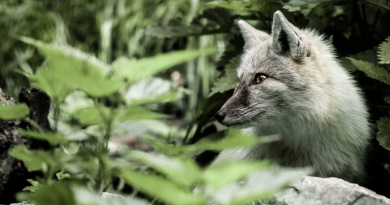 Brněnská ZOO se rozrostla o dvě liščí dámy Brněnská ZOO se rozrostla o dvě liščí dámy