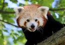 Ze ZOO Plzeň utekl samec pandy červené. ZOO žádá o pomoc veřejnost Ze ZOO Plzeň utekl samec pandy červené. ZOO žádá o pomoc veřejnost