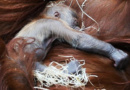 Pražská ZOO má nový přírůstek do rodiny orangutanů