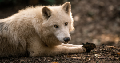 Podzimní ZOO Brno objektivem Matyáše Slavíka Podzimní ZOO Brno objektivem Matyáše Slavíka
