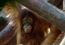 Zoologické zahrady opět otevírají své brány, některá omezení však zůstávají Zoologické zahrady opět otevírají své brány, některá omezení však zůstávají
