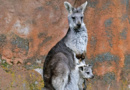 Jihlavská ZOO připravila program na Velikonoce Jihlavská ZOO připravila program na Velikonoce