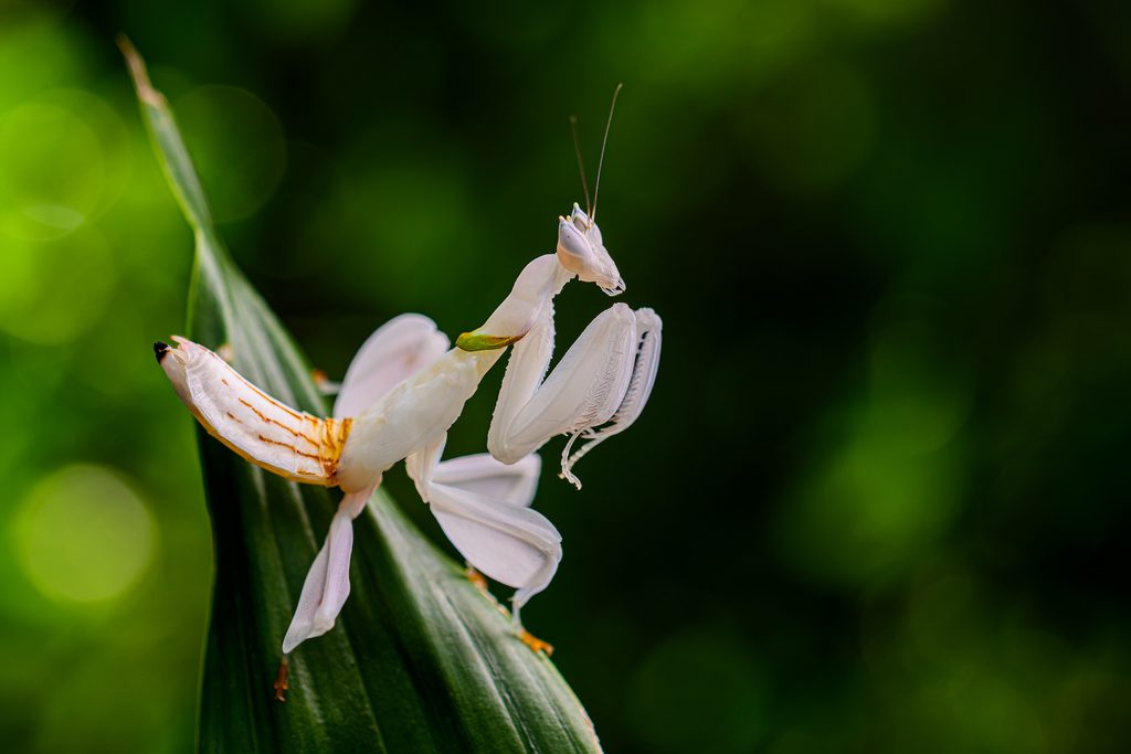 Kudlanka korunková svým neobvyklým vzhledem připomíná květy orchidejí. Foto Petr Hamerník, Zoo Praha