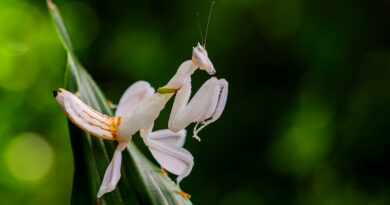 Pražská zoo představí třicet druhů kudlanek. Některé připomínají orchideje či Darth Vadera