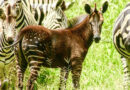 Tira – puntíkatý zázrak z Masai Mara, který změnil způsob, jak vnímáme zebry